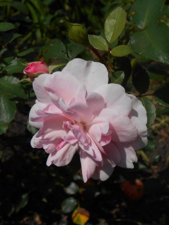 002 Rosa Bonica 2018-08-19 7197.JPG