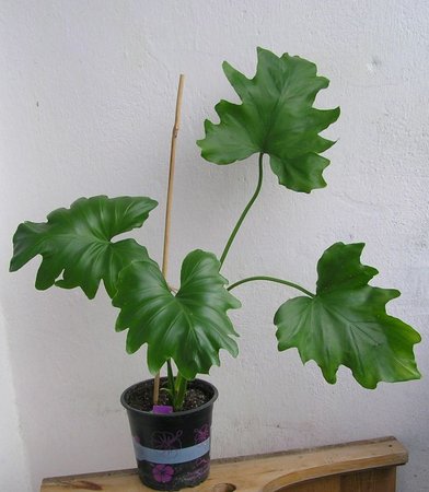 filodendron sellolum fiolet.jpeg