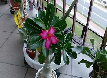 adenium.1JPG.JPG