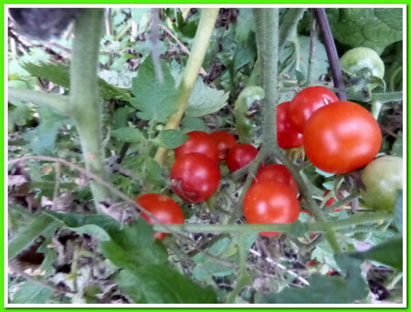 ogród 18 wrzesień pomidory.JPG