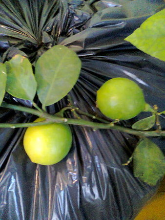 Cytryna Meyera owoce.jpg