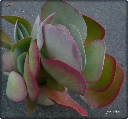 kalanchoe.JPG