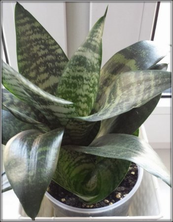 Sansevieria,.jpg