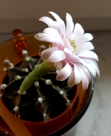 Gymnocalycium mihanovichii-02.jpg