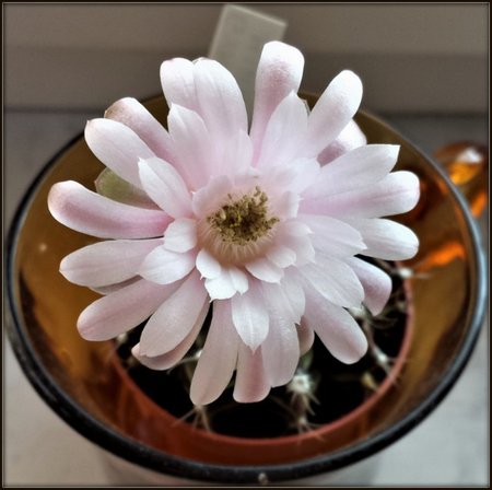 Gymnocalycium mihanovichii 03.jpg