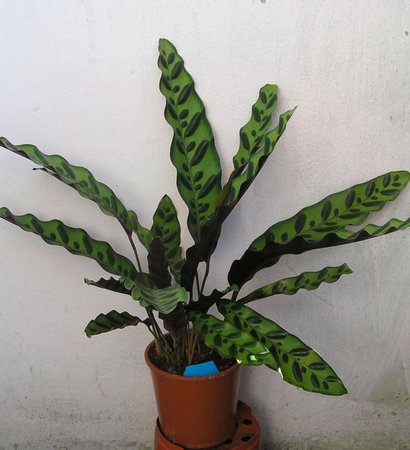 calathea lancifolia niebieski.jpeg