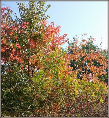 Kolory jesieni.jpg