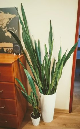 Sansevieria.jpg