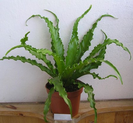 asplenium nidus Victoria srebrny.jpeg