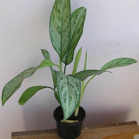 aglaonema commutatum Maria Christina zlota blisko liscie..jpeg