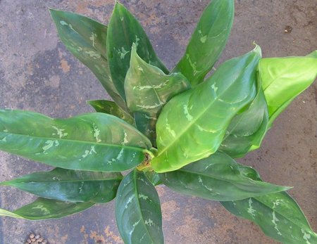 aglaonema commutatum Philipines czerwony liscie.jpeg