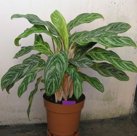 aglaonema stripes cała fiolet najw.jpeg