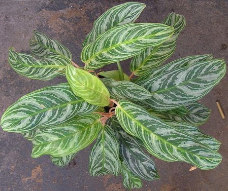 aglaonema stripes fiolet liscie.jpeg