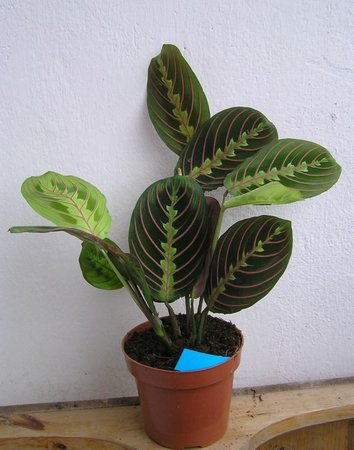 maranta tricolor niebieski.jpeg