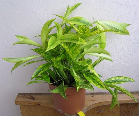 dracena surculosa zolty.jpeg