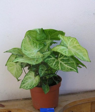 syngonium podophylum niebieski.jpeg