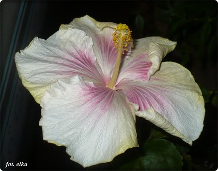 hibiskus.JPG