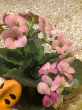 Kalanchoe Blossfelda - Kalanchoё kwiaty blossfeldiana.jpg