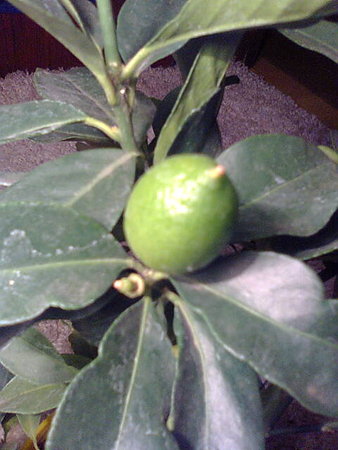 Limequat zawiązki owoców.jpg