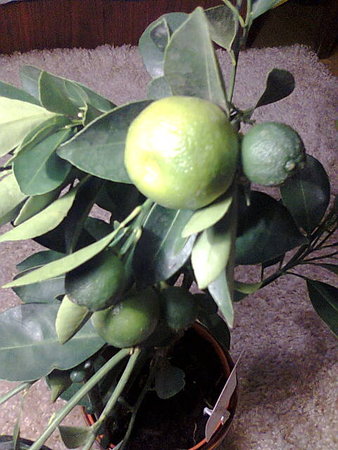 Kalamondyna owoce 2.jpg