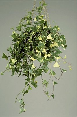 Senecio-macroglossus2.jpg