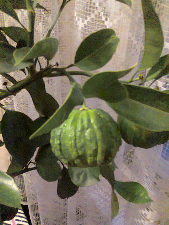 citrus aurantium canaliculata owoc 1.jpg