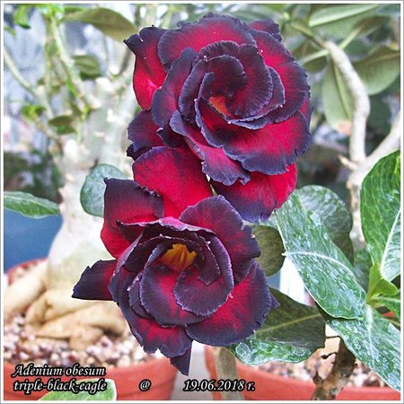 Adenium obesum triple-black-eagle 19.06.2018 023.jpg