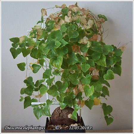 Dioscorea elephantipes 12.05.2018 003.jpg