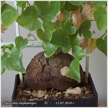 Dioscorea elephantipes_2 12.05.2018 003.jpg