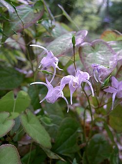 Epimedium grandiflorum.jpg