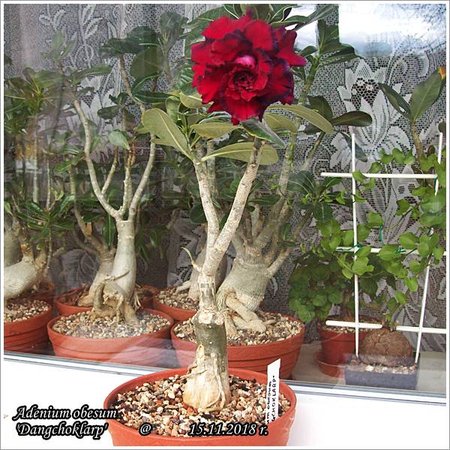 Adenium obesum Dangchoklarp 15.11.2018 016.jpg