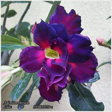 Adenium obesum Lilac 19.06.2018 009.jpg