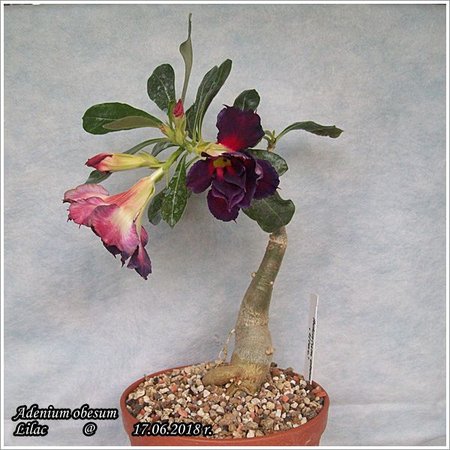 Adenium obesum Lilac 17.06.2018 005.jpg