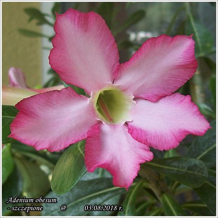 Adenium obesum 03.08.2018 005.jpg