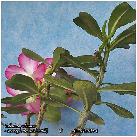 Adenium obesum nasiona 02.09.2018 003.jpg