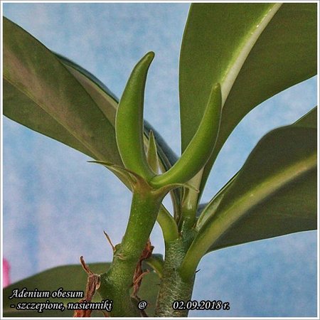 Adenium obesum nasiona 02.09.2018 002.jpg