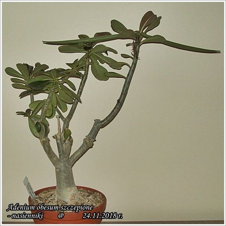 Adenium obesum - nasienniki 24.11.2018 002.jpg