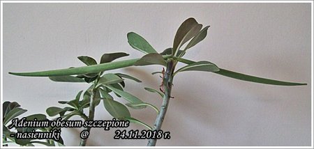 Adenium obesum - nasienniki 24.11.2018 003.jpg