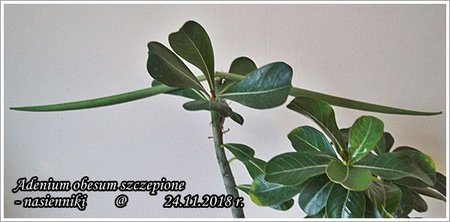 Adenium obesum - nasienniki 24.11.2018 004.jpg