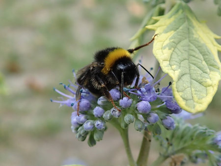 01 Bombus terrestris 2018-09-12 0020.JPG