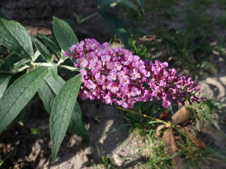 01 Buddleja davidii Fascination 2018-09-27 2254.JPG