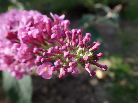 02 Buddleja davidii Fascination 2018-09-27 2255.JPG