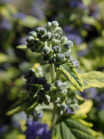 05 Caryopteris clandonensis Summer Sorbet 2018-09-14 0458.JPG