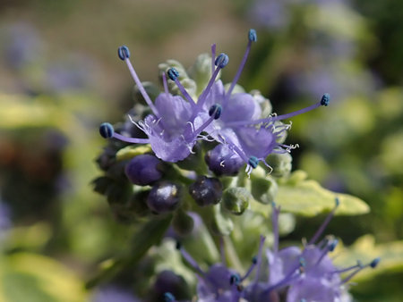 06 Caryopteris clandonensis Summer Sorbet 2018-09-14 0455.JPG