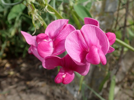 09 Lathyrus latifolius 2018-09-15 0831.JPG