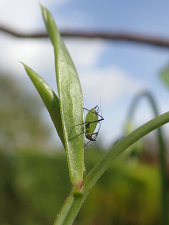 10 Lathyrus latifolius 2018-09-15 0865.JPG