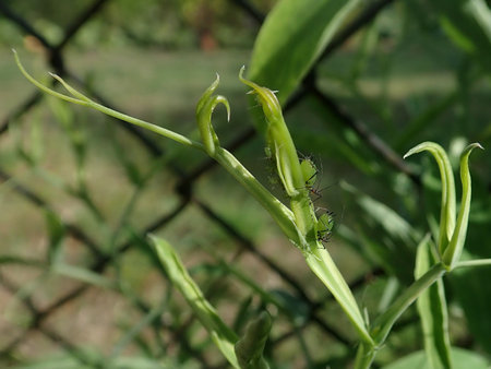 11 Lathyrus latifolius 2018-09-15 0869.JPG