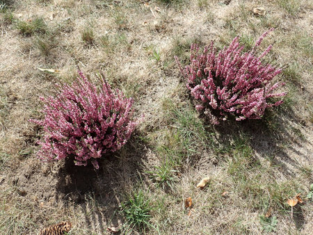 12 Calluna vulgaris 2018-09-14 0608.JPG