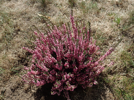 13 Calluna vulgaris 2018-09-14 0644.JPG