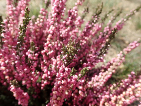 14 Calluna vulgaris 2018-09-14 0611.JPG